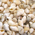 beige small conch whelk shell 1 kg